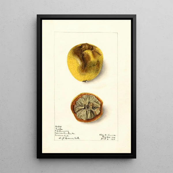 Citrus limon Eureka - Elsie E. Lower — framed artwork on a wall