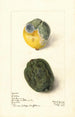 Citrus lemon Lisbon - Elsie E. Lower — artwork view