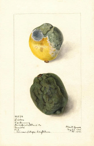 Elsie E Lower - Citrus limon Lisbon.webp