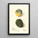 Citrus lemon Lisbon - Elsie E. Lower — framed artwork on a wall