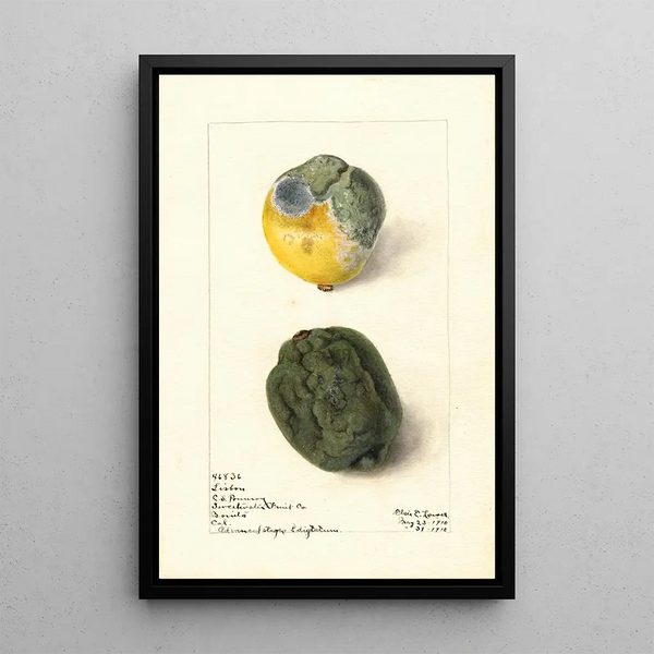 Citrus lemon Lisbon - Elsie E. Lower — framed artwork on a wall