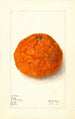 Citrus nobilis King - Elsie E. Lower — artwork view