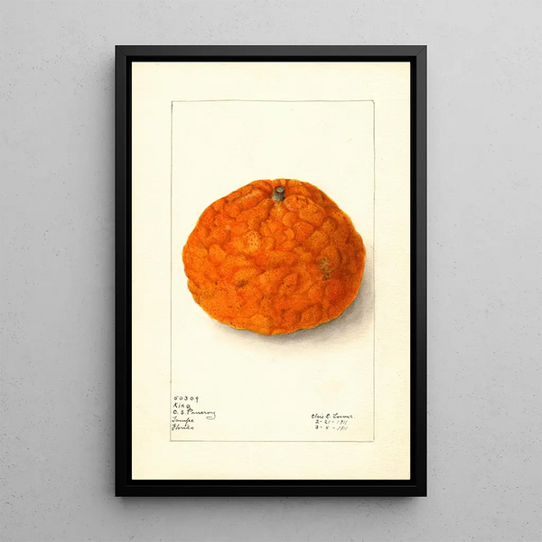 Citrus nobilis King - Elsie E. Lower — framed artwork on a wall