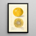 Citrus paradisi Florida Improved - Elsie E. Lower — framed artwork on a wall