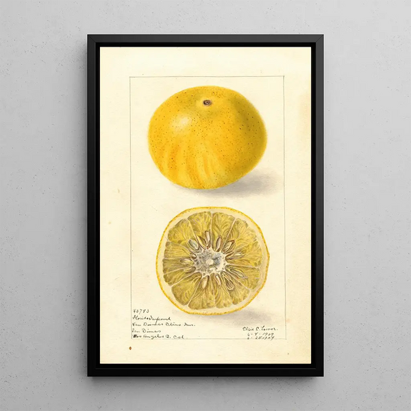 Citrus paradisi Florida Improved - Elsie E. Lower — framed artwork on a wall