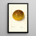 Citrus paradisi Pomelo - Elsie E. Lower — framed artwork on a wall