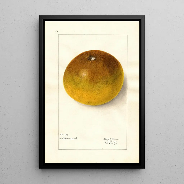 Citrus paradisi Pomelo - Elsie E. Lower — framed artwork on a wall