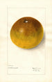 Citrus paradisi Pomelo - Elsie E. Lower — artwork view