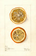 Citrus sinensis Painting - Elsie E. Lower — artwork view