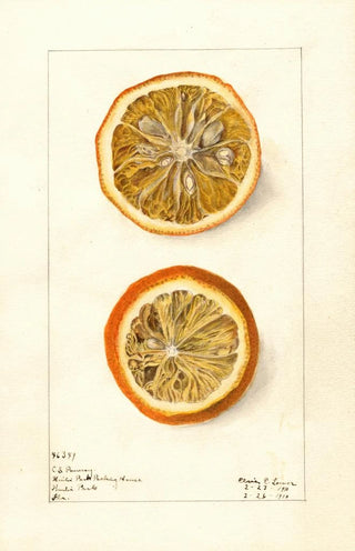 Elsie E Lower - Citrus sinensis.webp