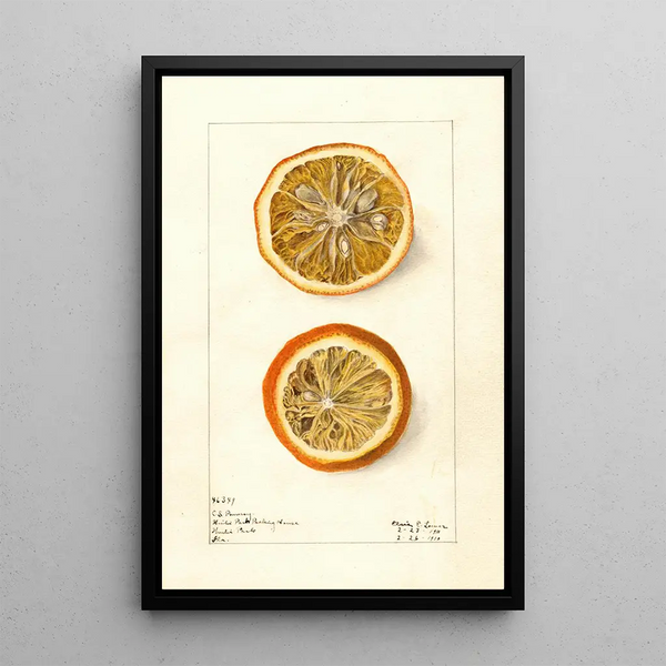 Citrus sinensis Painting - Elsie E. Lower — framed artwork on a wall