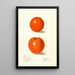Citrus sinensis Canton - Elsie E. Lower — framed artwork on a wall
