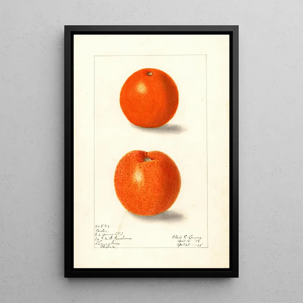 Citrus sinensis Canton - Elsie E. Lower — framed artwork on a wall