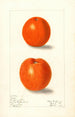 Citrus sinensis Canton - Elsie E. Lower — artwork view