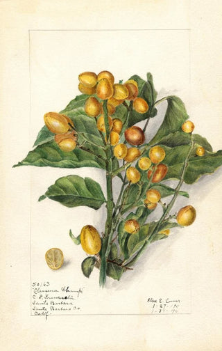 Elsie E Lower - Clausena lansium Whampi.webp