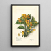 Clausena lansium Whampi - Elsie E. Lower — framed artwork on a wall