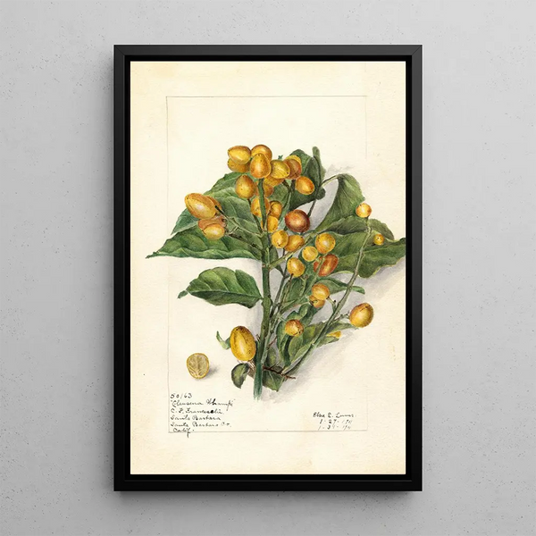 Clausena lansium Whampi - Elsie E. Lower — framed artwork on a wall