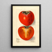 Diospyros Hachiya - Elsie E. Lower — framed artwork on a wall