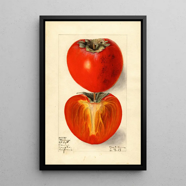 Diospyros Hachiya - Elsie E. Lower — framed artwork on a wall