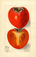 Diospyros Hachiya - Elsie E. Lower — artwork view