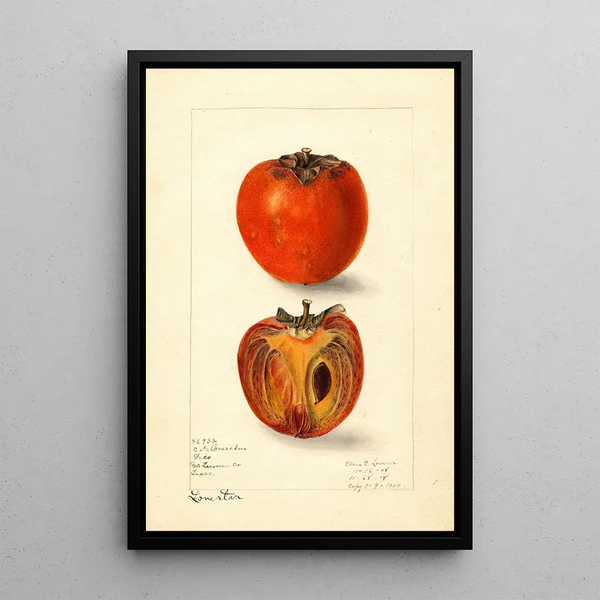 Diospyros Lone Star - Elsie E. Lower — framed artwork on a wall