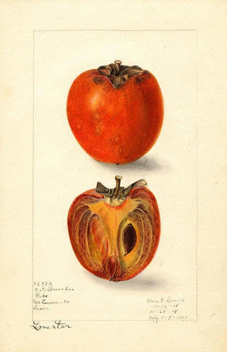 Elsie E Lower - Diospyros Lone Star.webp