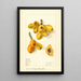 Eriobotrya japonica Oliver - Elsie E. Lower — framed artwork on a wall