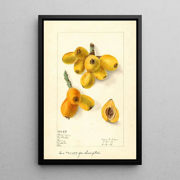 Eriobotrya japonica Oliver - Elsie E. Lower — framed artwork on a wall