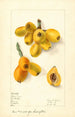 Eriobotrya japonica Oliver - Elsie E. Lower — artwork view
