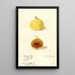 Ficus Calimyrna fig - Elsie E. Lower — framed artwork on a wall