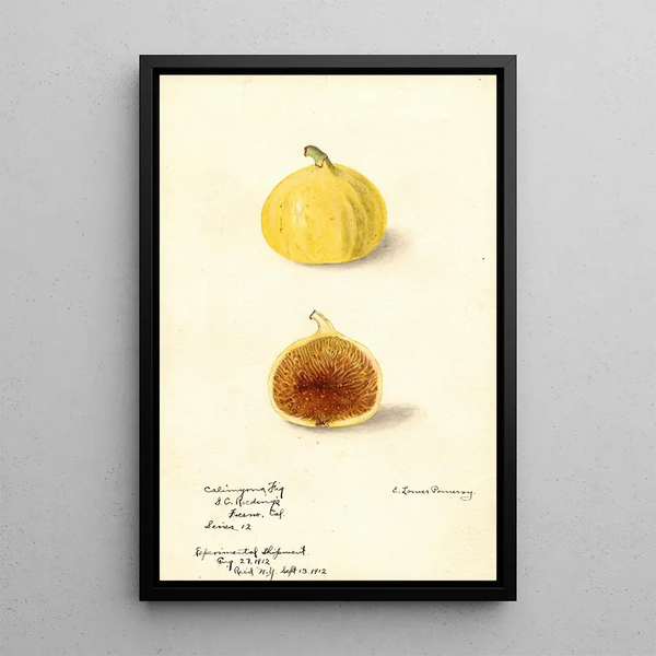 Ficus Calimyrna fig - Elsie E. Lower — framed artwork on a wall
