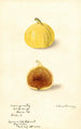 Ficus Calimyrna fig - Elsie E. Lower — artwork view