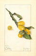 Fortunella Nagami Painting - Elsie E. Lower — artwork view