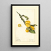 Fortunella Nagami Painting - Elsie E. Lower — framed artwork on a wall
