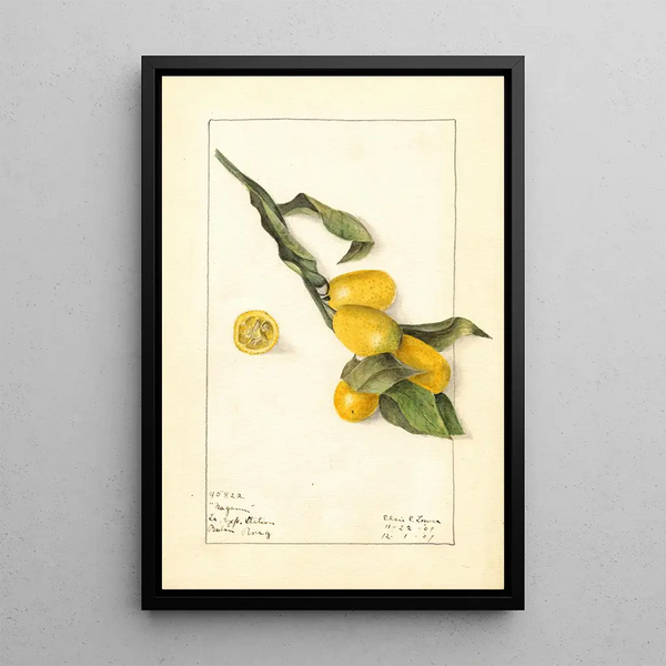 Fortunella Nagami Painting - Elsie E. Lower — framed artwork on a wall
