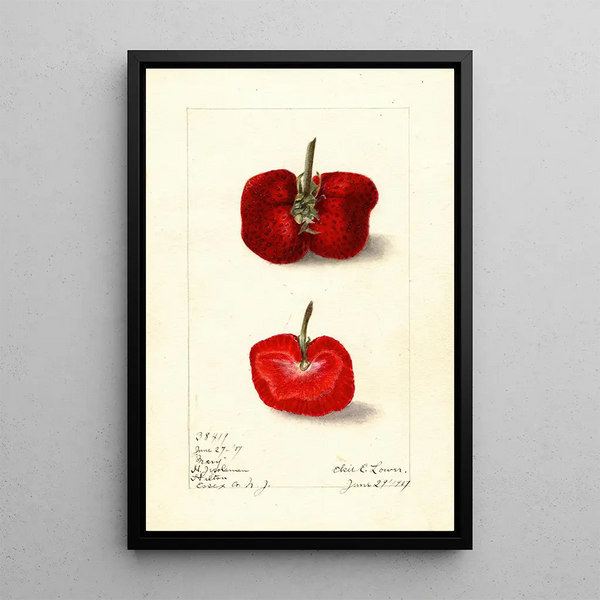 Fragaria Mary - Elsie E. Lower — framed artwork on a wall
