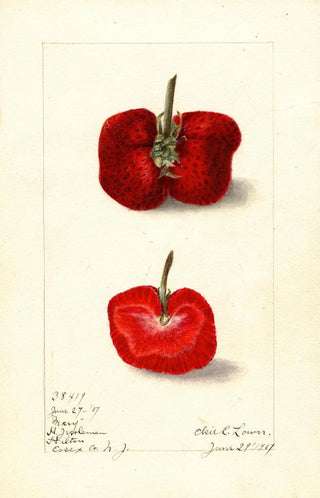 Fragaria Mary - Elsie E. Lower — artwork view