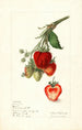 Fragaria Yant - Elsie E. Lower — artwork view