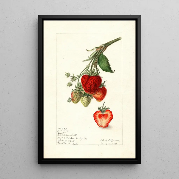 Fragaria Yant - Elsie E. Lower — framed artwork on a wall