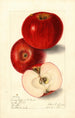 Malus domestica Lady Pippin Beach - Elsie E. Lower — artwork view