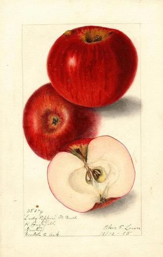 Malus domestica Lady Pippin Beach - Elsie E. Lower — artwork view