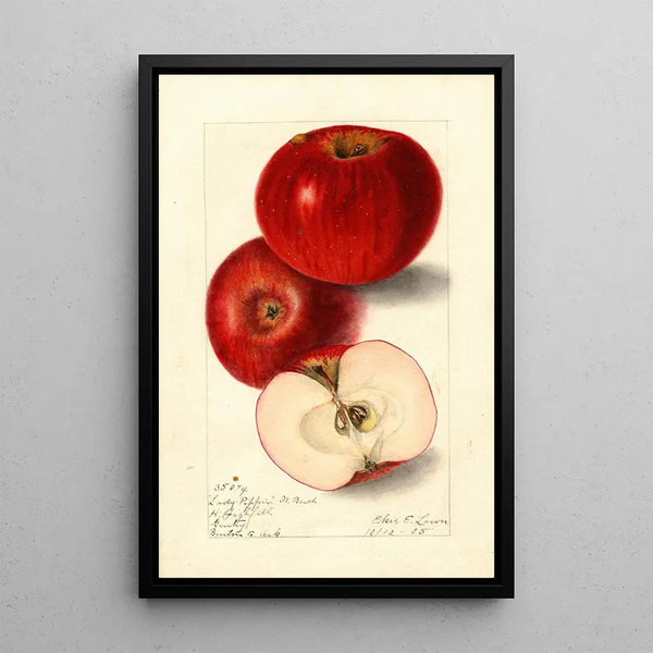 Malus domestica Lady Pippin Beach - Elsie E. Lower — framed artwork on a wall