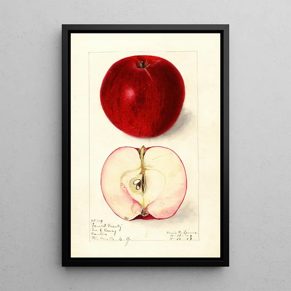 Malus domestica Scarlet Beauty - Elsie E. Lower — framed artwork on a wall