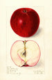 Malus domestica Scarlet Beauty - Elsie E. Lower — artwork view