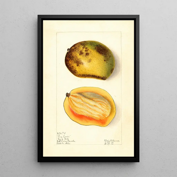 Mangifera indica Père Louis - Elsie E. Lower — framed artwork on a wall