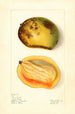 Mangifera indica Père Louis - Elsie E. Lower — artwork view