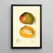 Mangifera indica Rajabury - Elsie E. Lower — framed artwork on a wall