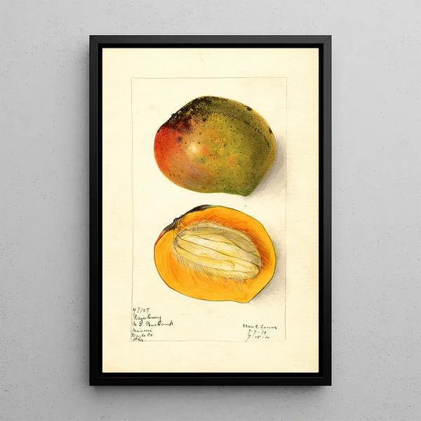 Mangifera indica Rajabury - Elsie E. Lower — framed artwork on a wall