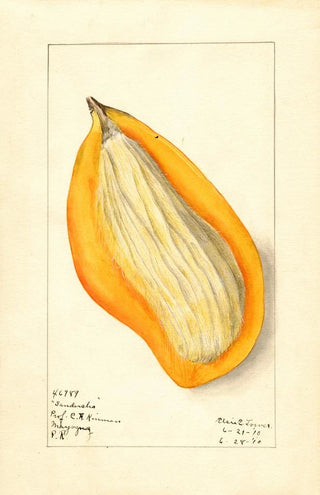 Mangifera indica Sandersha - Elsie E. Lower — artwork view