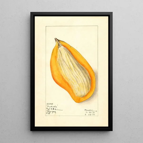 Mangifera indica Sandersha - Elsie E. Lower — framed artwork on a wall